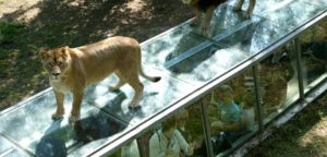 Экскурсия в зоопарк Туари